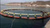 Fish Farming Aquaculture Cages