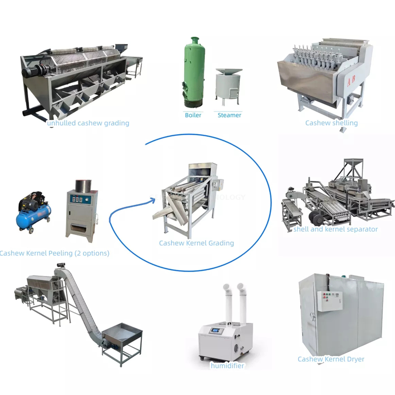 Whole Cashew Nut Processing Line 